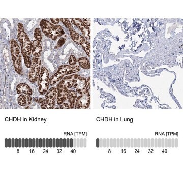 Anti-CHDH antibody produced in rabbit Prestige Antibodies&#174; Powered by Atlas Antibodies, affinity isolated antibody, buffered aqueous glycerol solution