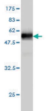 Monoclonal Anti-HS1BP3 antibody produced in mouse clone 1E2, purified immunoglobulin, buffered aqueous solution