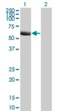 Monoclonal Anti-LCK, (N-terminal) antibody produced in mouse clone 3H5, purified immunoglobulin, buffered aqueous solution