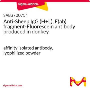 Anti-Sheep IgG (H+L), F(ab) fragment-Fluorescein antibody produced in donkey affinity isolated antibody, lyophilized powder