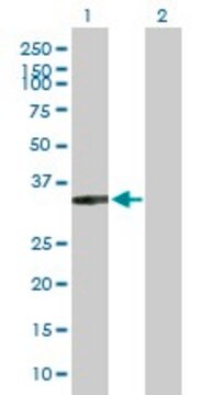 Anti-XRCC2 antibody produced in rabbit purified immunoglobulin, buffered aqueous solution