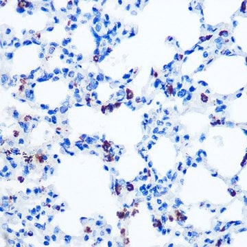 Anti-GM130 antibody produced in rabbit