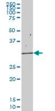 Anti-EIF2B1 antibody produced in mouse IgG fraction of antiserum, buffered aqueous solution