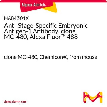 Anti-Stage-Specific Embryonic Antigen-1 Antibody, clone MC-480, Alexa Fluor&#8482; 488 clone MC-480, Chemicon&#174;, from mouse