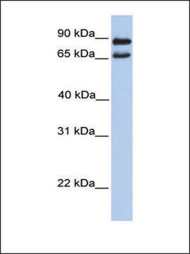 Anti-C9ORF117 antibody produced in rabbit affinity isolated antibody