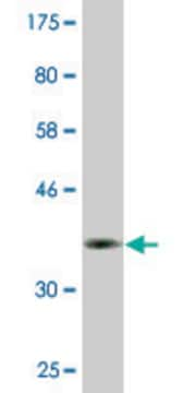 Monoclonal Anti-DBF4B antibody produced in mouse clone 1A7, purified immunoglobulin, buffered aqueous solution