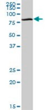 Anti-GGA1 antibody produced in mouse purified immunoglobulin, buffered aqueous solution