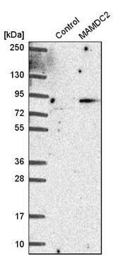 Anti-MAMDC2 antibody produced in rabbit Prestige Antibodies&#174; Powered by Atlas Antibodies, affinity isolated antibody, buffered aqueous glycerol solution, Ab1