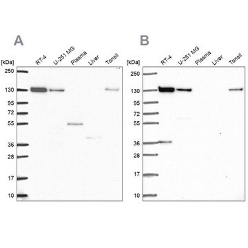 Anti-CAND1 antibody produced in rabbit Prestige Antibodies&#174; Powered by Atlas Antibodies, affinity isolated antibody