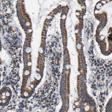 Anti-IRX6 antibody produced in rabbit Prestige Antibodies&#174; Powered by Atlas Antibodies, affinity isolated antibody, buffered aqueous glycerol solution