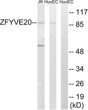 Anti-ZFYVE20 antibody produced in rabbit affinity isolated antibody