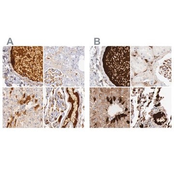 Anti-C4BPA antibody produced in rabbit Ab2, Prestige Antibodies&#174; Powered by Atlas Antibodies, affinity isolated antibody, buffered aqueous glycerol solution