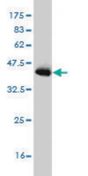 Monoclonal Anti-PIAS3 antibody produced in mouse clone 4F12, purified immunoglobulin, buffered aqueous solution