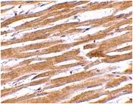 Anti-GPVI Antibody from rabbit, purified by affinity chromatography