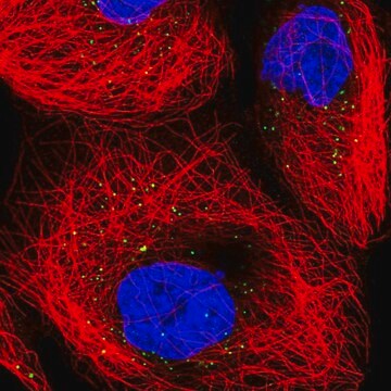 Anti-TRUB1 antibody produced in rabbit Prestige Antibodies&#174; Powered by Atlas Antibodies, affinity isolated antibody