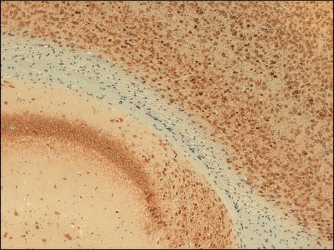 Monoclonal Anti-KCNB1 antibody produced in mouse clone S89-34, 1&#160;mg/mL, purified immunoglobulin