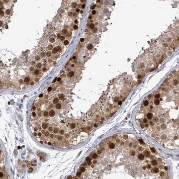 Anti-CT45A1 antibody produced in rabbit Prestige Antibodies&#174; Powered by Atlas Antibodies, affinity isolated antibody, buffered aqueous glycerol solution