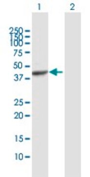 Anti-PAFAH2 antibody produced in rabbit purified immunoglobulin, buffered aqueous solution