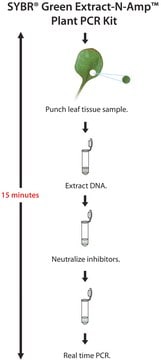 SYBR&#174; Green Extract-N-Amp&#8482; Plant PCR Kit sufficient for 100&#160;preparations