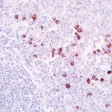 IgA (EP170) Rabbit Monoclonal Primary Antibody