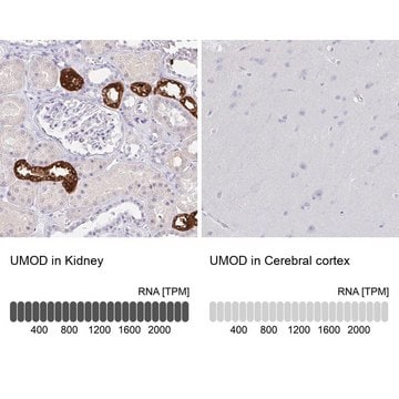 Anti-UMOD antibody produced in rabbit Prestige Antibodies&#174; Powered by Atlas Antibodies, affinity isolated antibody, buffered aqueous glycerol solution