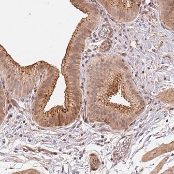 Anti-TMEM222 antibody produced in rabbit Prestige Antibodies&#174; Powered by Atlas Antibodies, affinity isolated antibody, buffered aqueous glycerol solution