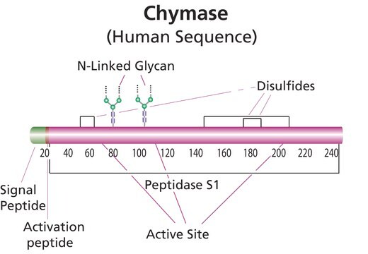 Chymase human recombinant, expressed in Pichia pastoris