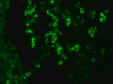 Anticorps monoclonal anti-IgG de chèvre/mouton clone GT-34, purified from hybridoma cell culture