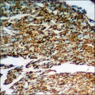 Anti-phospho-n-NOS (pSer852) antibody produced in rabbit affinity isolated antibody