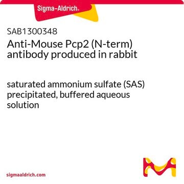 Anti-Mouse Pcp2 (N-term) antibody produced in rabbit saturated ammonium sulfate (SAS) precipitated, buffered aqueous solution