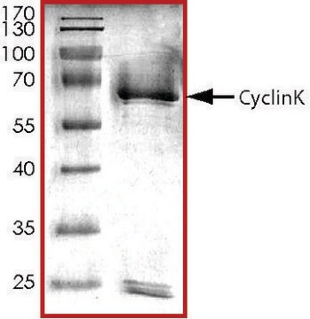 CyclinK, GST tagged human recombinant, expressed in baculovirus infected Sf9 cells, &#8805;70% (SDS-PAGE), buffered aqueous glycerol solution