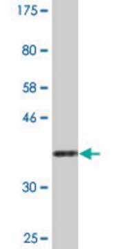 Monoclonal Anti-NAPG, (N-terminal) antibody produced in mouse clone 4B5, purified immunoglobulin, buffered aqueous solution