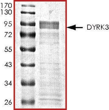 DYRK3, active, GST tagged human PRECISIO&#174;, recombinant, expressed in E. coli, &#8805;70% (SDS-PAGE), buffered aqueous glycerol solution