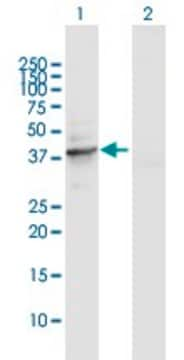 Anti-TUBD1 antibody produced in rabbit purified immunoglobulin, buffered aqueous solution