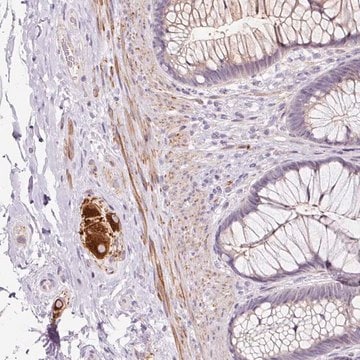 Anti-CCL25 antibody produced in rabbit Prestige Antibodies&#174; Powered by Atlas Antibodies, affinity isolated antibody, buffered aqueous glycerol solution