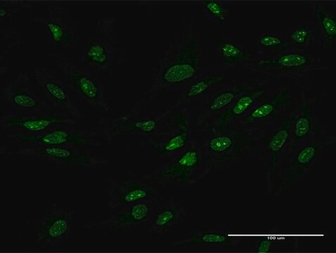 Anti-ZCCHC9 antibody produced in mouse purified immunoglobulin, buffered aqueous solution