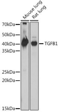 Anti- TGFB1 antibody produced in rabbit