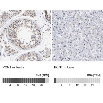 Anti-PCNT antibody produced in rabbit Prestige Antibodies&#174; Powered by Atlas Antibodies, affinity isolated antibody, buffered aqueous glycerol solution, Ab1