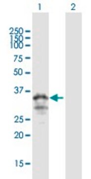 ANTI-MOGAT3 antibody produced in mouse purified immunoglobulin, buffered aqueous solution