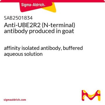 Anti-UBE2R2 (N-terminal) antibody produced in goat affinity isolated antibody, buffered aqueous solution