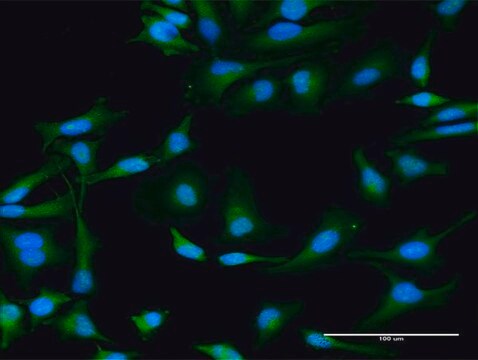 Anti-STX11 antibody produced in rabbit purified immunoglobulin, buffered aqueous solution