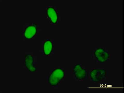 Anti-WHSC2 antibody produced in mouse purified immunoglobulin, buffered aqueous solution