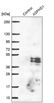 Anti-ASPHD1 antibody produced in rabbit Prestige Antibodies&#174; Powered by Atlas Antibodies, affinity isolated antibody, buffered aqueous glycerol solution