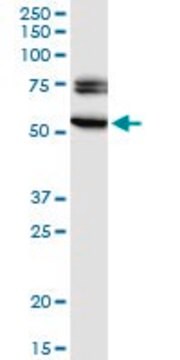 Monoclonal Anti-EGR2 antibody produced in mouse clone 1G5, purified immunoglobulin, buffered aqueous solution