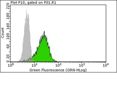 Anti-phospho-FAK (Tyr397) Antibody from rabbit, purified by affinity chromatography