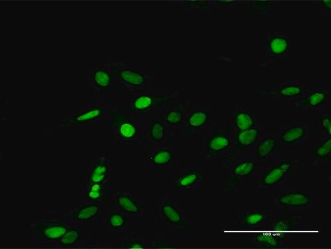 Anti-RPA1 antibody produced in rabbit purified immunoglobulin, buffered aqueous solution