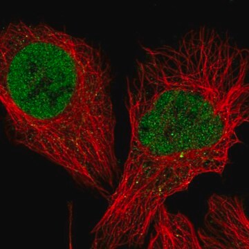 Anti-TCEA3 antibody produced in rabbit Prestige Antibodies&#174; Powered by Atlas Antibodies, affinity isolated antibody