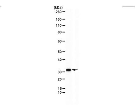 Anti-Chromatin-Modifying Protein 2a from rabbit