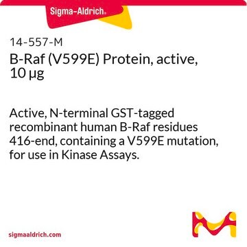 B-Raf(V599E)-Protein, aktiv, 10&nbsp;&#181;g Active, N-terminal GST-tagged recombinant human B-Raf residues 416-end, containing a V599E mutation, for use in Kinase Assays.