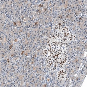 Monoclonal Anti-INSM1 antibody produced in mouse Prestige Antibodies&#174; Powered by Atlas Antibodies, clone CL11630, purified immunoglobulin, buffered aqueous glycerol solution